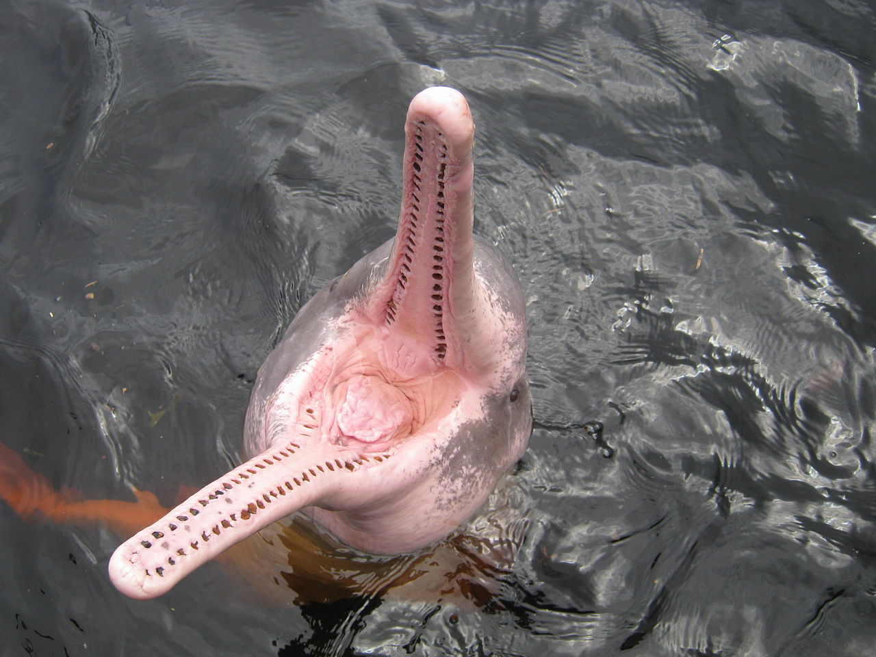 Речной Дельфин амазонки