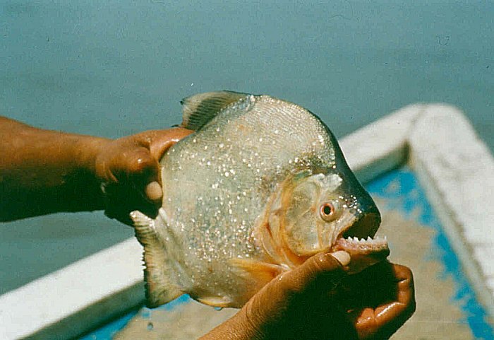 Фото Волжской Рыбы