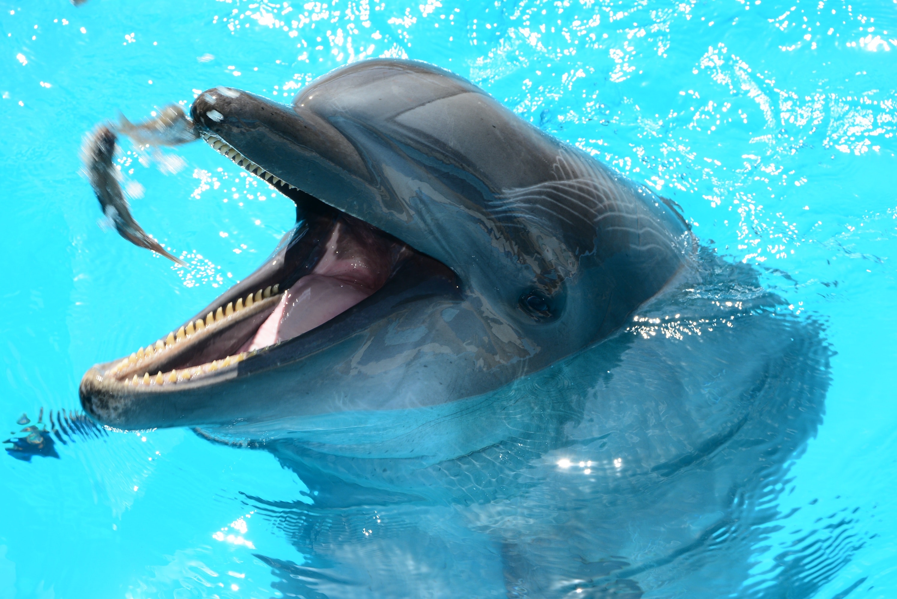 Кит живет в воде. Дельфин-Афалина. Китообразные Афалина. Китообразный Дельфин. Киты и дельфины.