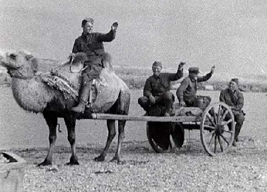 Как красноармейцы воевали на верблюдах в Великую Отечественную