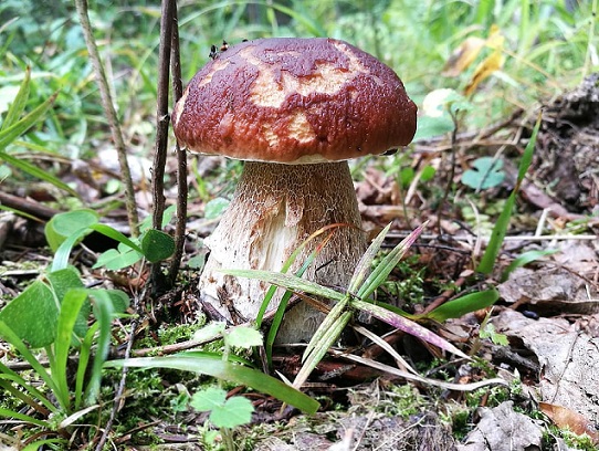 Какие съедобные грибы в Европе запрещены