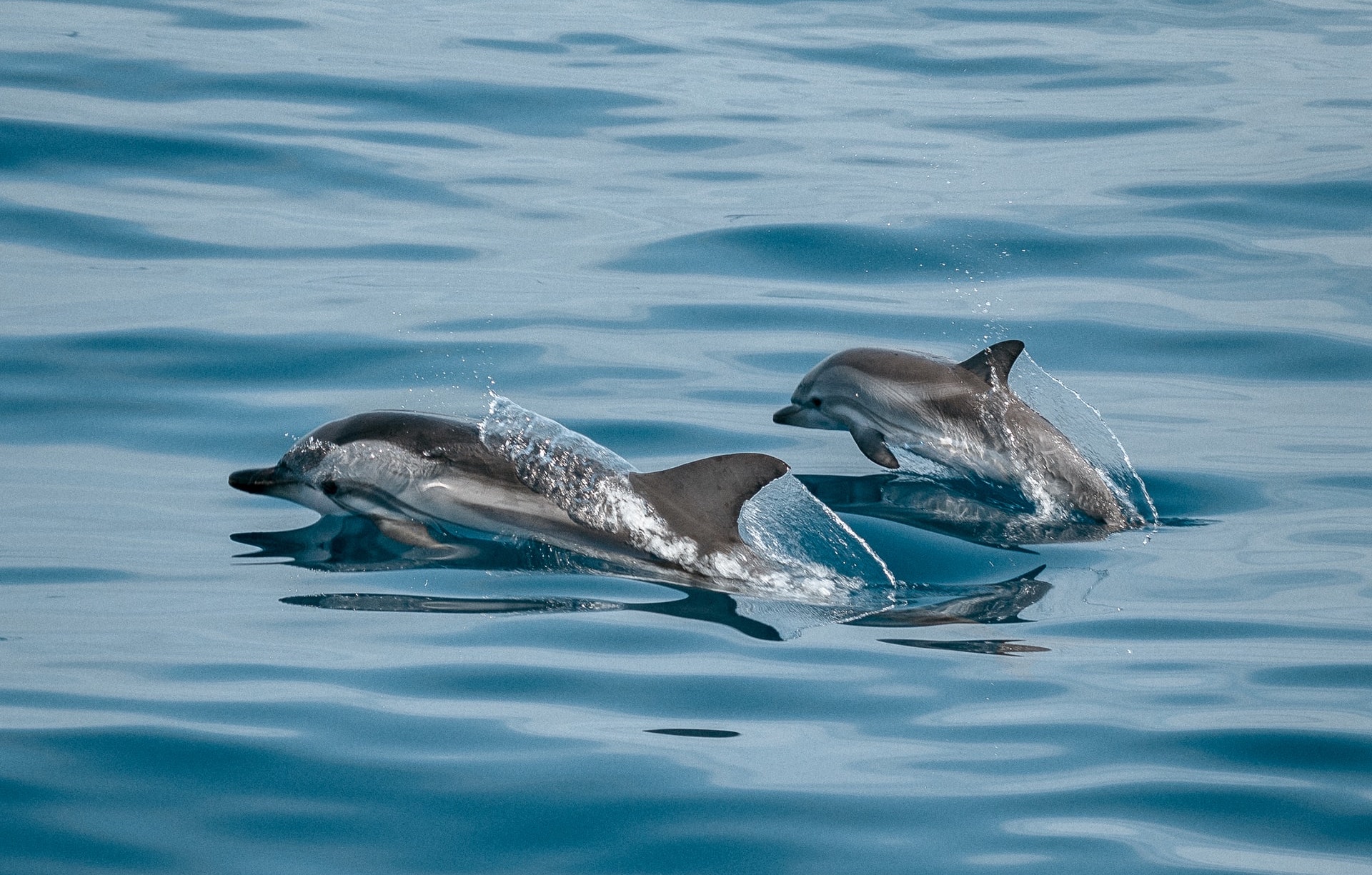 Дельфины Атлантического океана