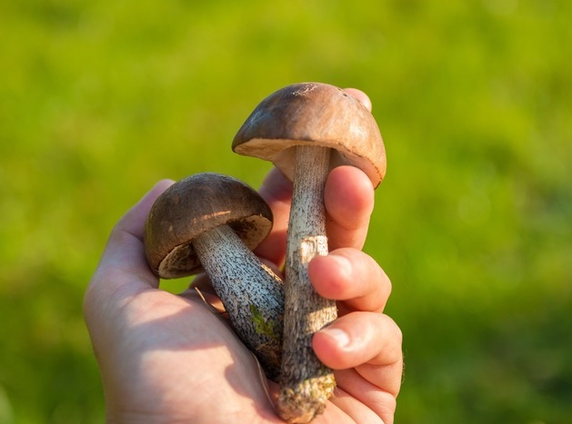 Какие съедобные грибы запрещены в Европе