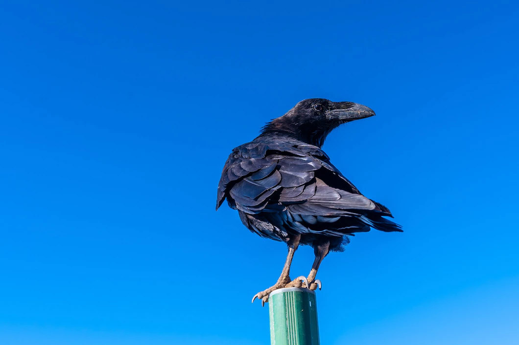 Russian crow