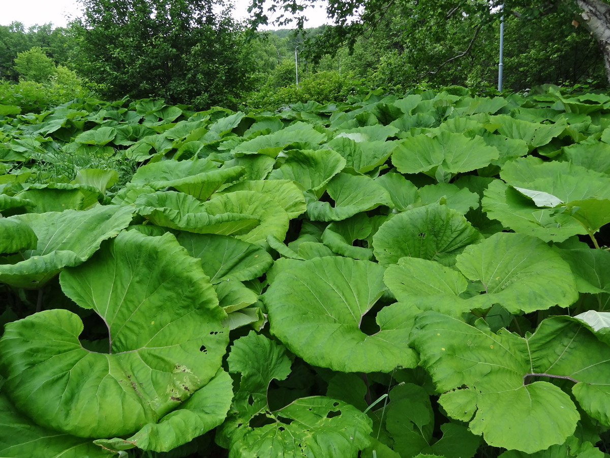 Huge plants. Сахалин лопух белокопытник. Белокопытник лопух гигант. Белокопытник японский. Белокопытник (Petasites).