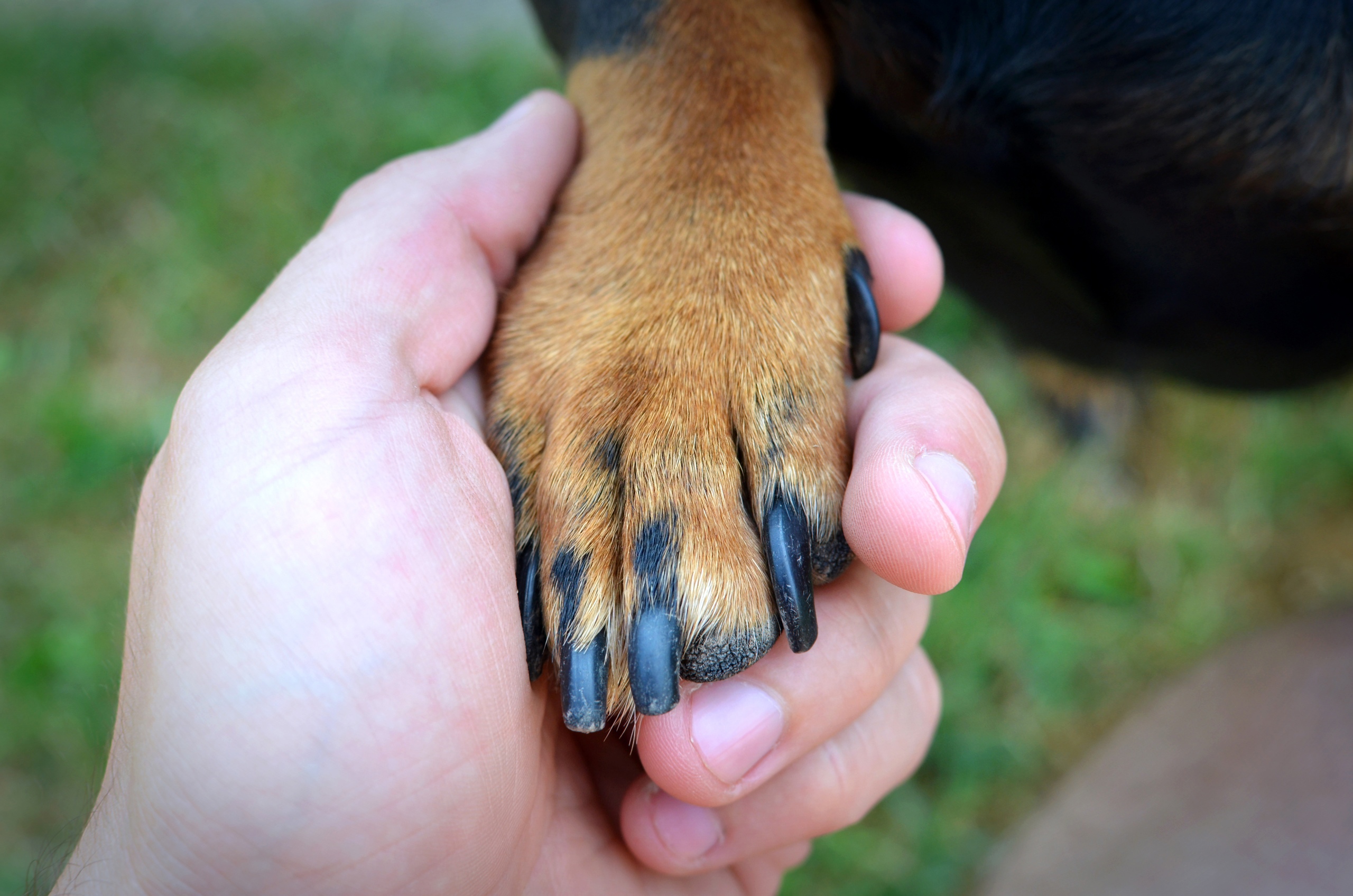 Dog hand. Щенки Смоленск. Хатико собака спасатель. Раб Нижний песик.