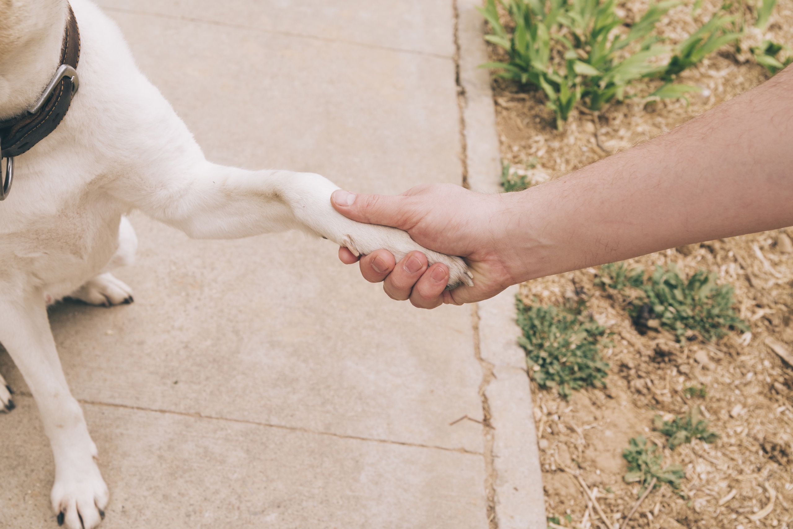 Dog hand. Собака идет. Голая хозяйка ведёт собак на поводке.