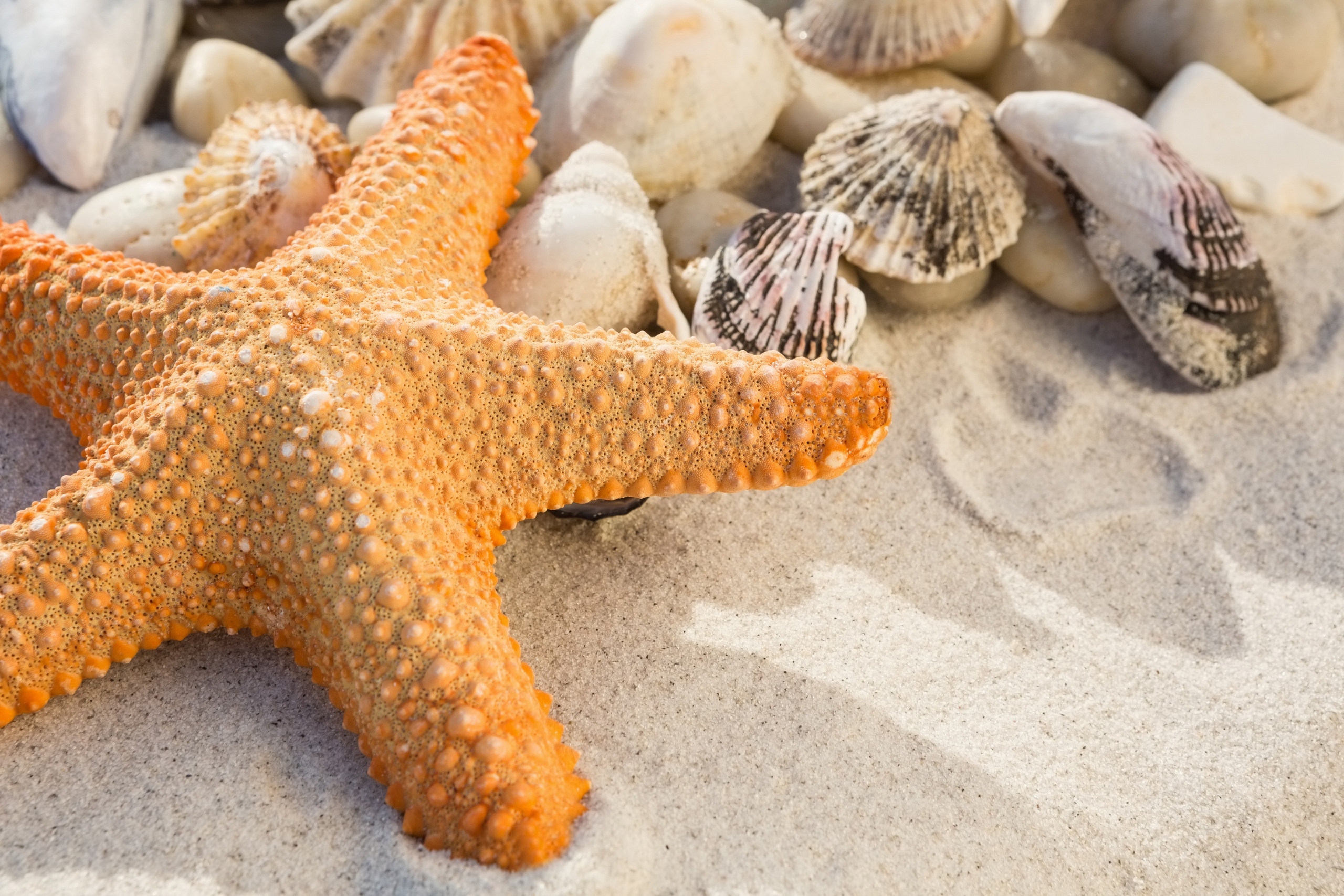 Морская звезда - Starfish. Королевская морская звезда. Морская звезда и ракушки. Морские звезды белого моря.