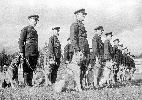 Что делать, если напала собака: секреты спецназа